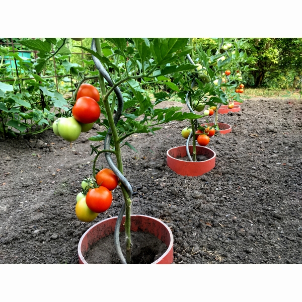 Špirálová tyč opora k paradajkám